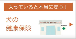 ダックスフンドの健康保険