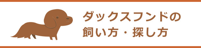 ダックスフンドの飼い方・探し方・お世話・しつけ