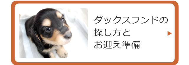 ダックスフンドの探し方とお迎えの準備