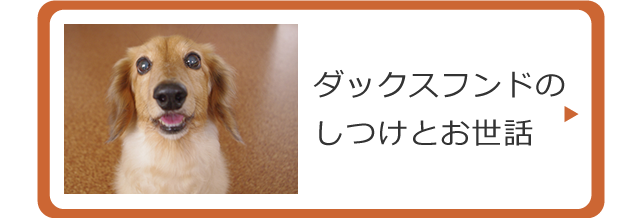 ダックスフンドのしつけとお世話