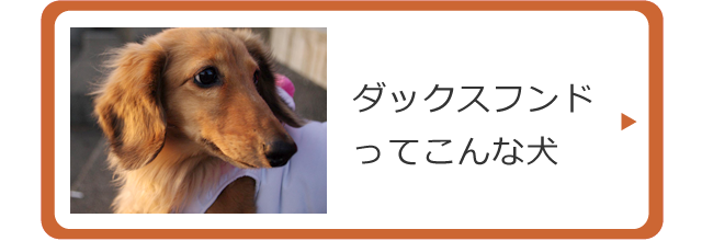 ダックスフンドってこんな犬
