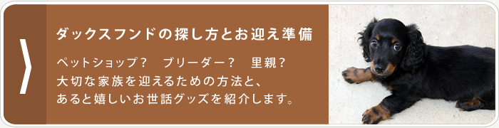 ダックスフンドの探し方とお迎え準備