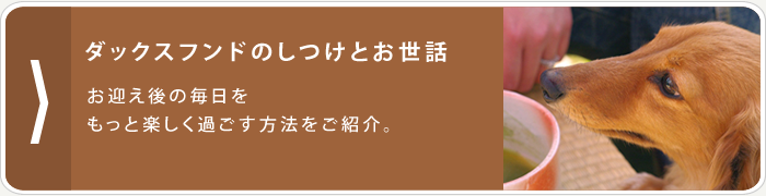 ダックスフンドのしつけとお世話