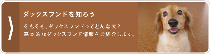 ダックスフンドを知ろう